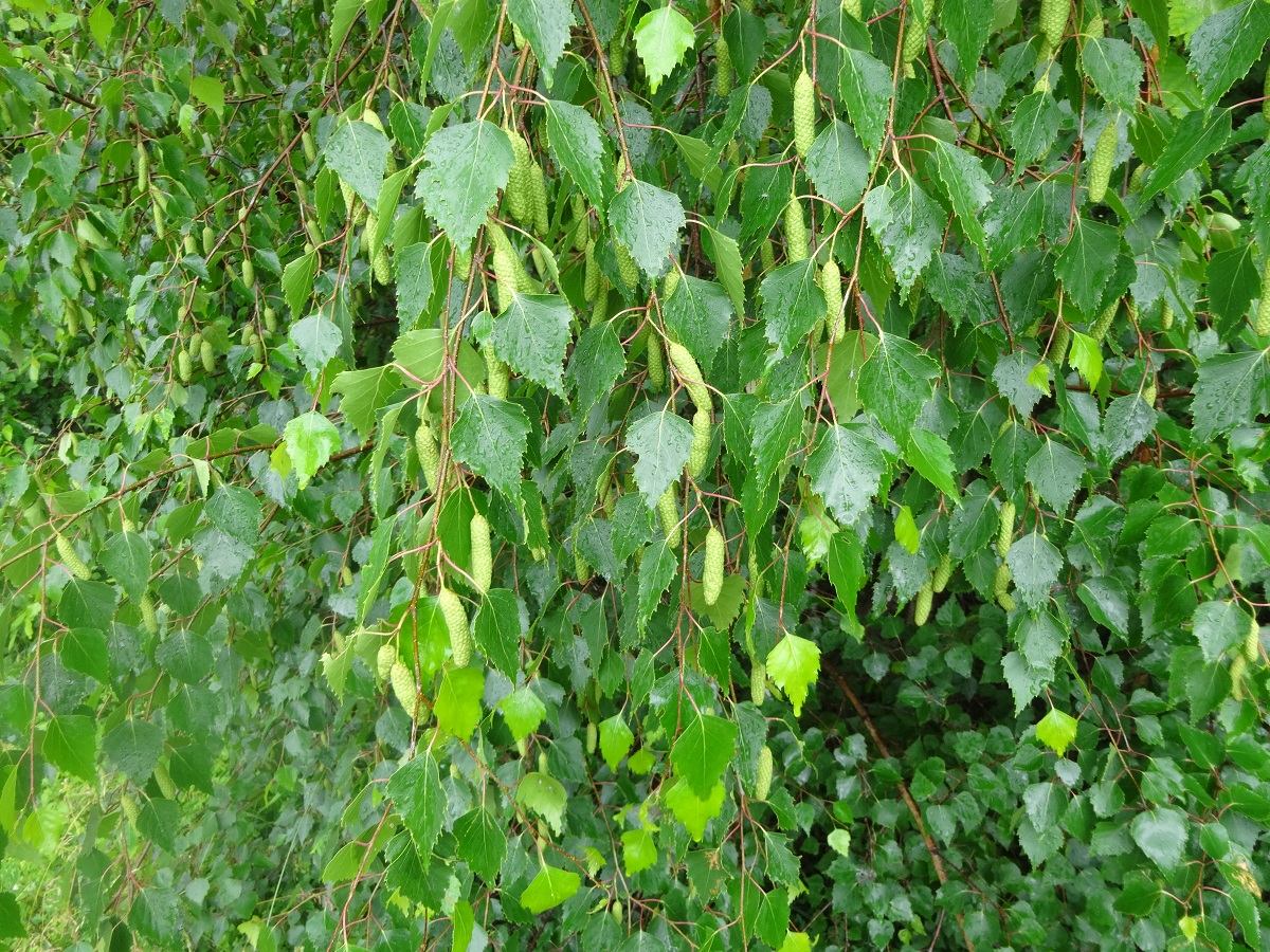 Betula pendula (Betulaceae)